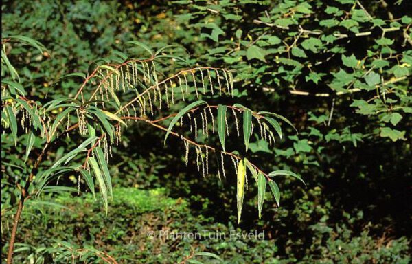 Stachyurus salicifolius – Bild 2