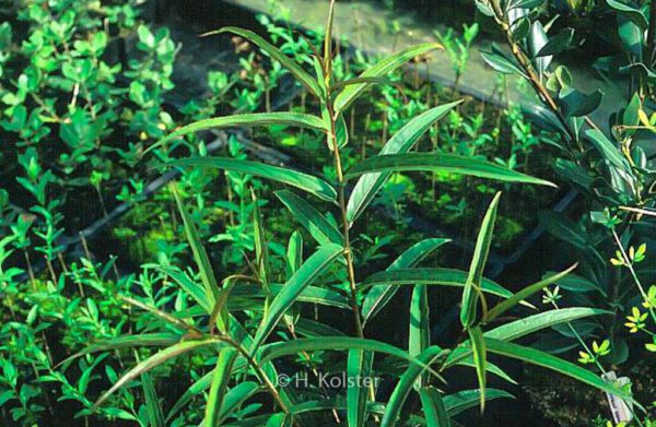 Stachyurus salicifolius – Bild 3