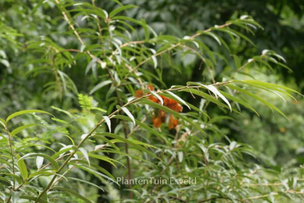 Stachyurus salicifolius – Bild 5