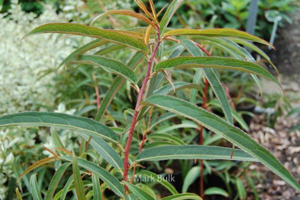 Stachyurus salicifolius – Bild 6
