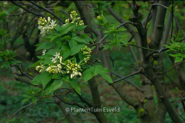 Staphylea colchica – Bild 3