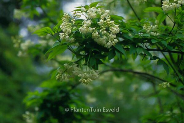 Staphylea colchica – Bild 4