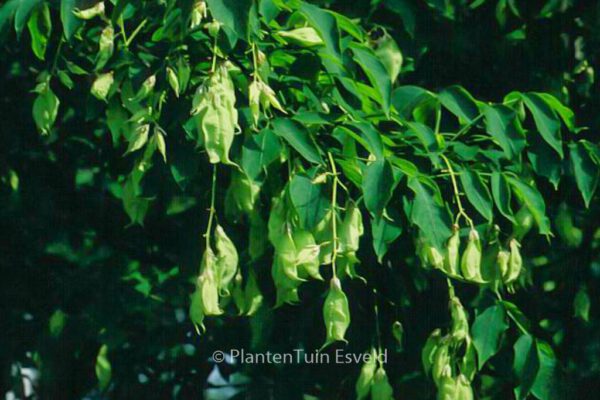 Staphylea colchica – Bild 5