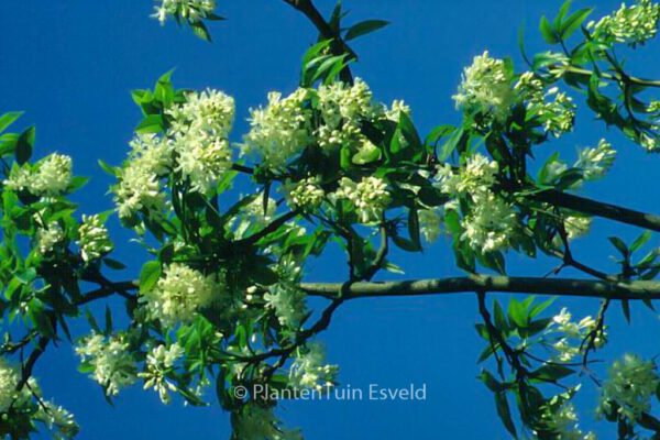 Staphylea colchica – Bild 6