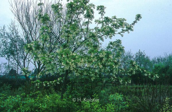 Staphylea colchica – Bild 7