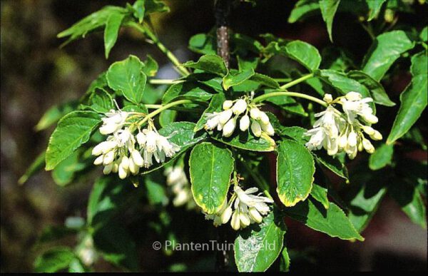 Staphylea colchica – Bild 8