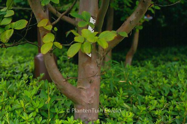 Stewartia pseudocamellia – Bild 2