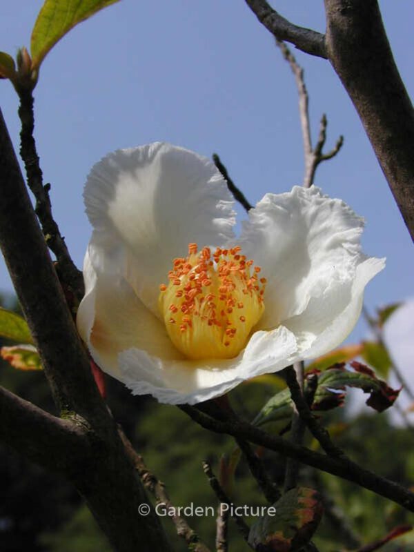 Stewartia pseudocamellia – Bild 8