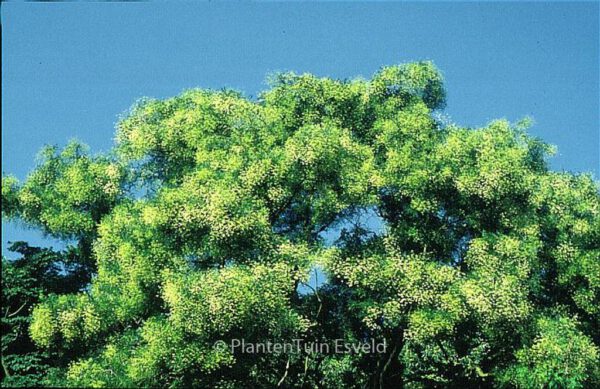 Styphnolobium japonicum – Bild 2