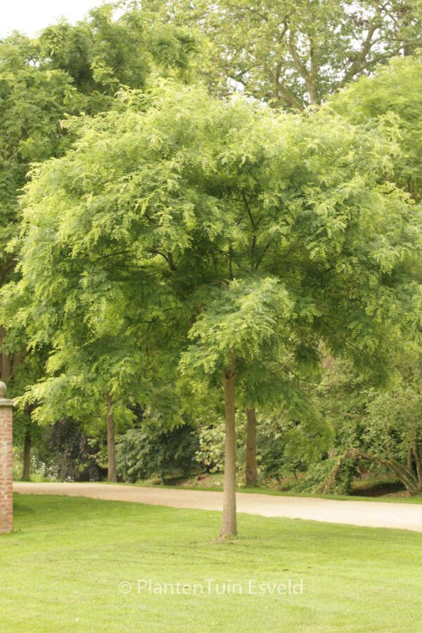 Styphnolobium japonicum – Bild 7