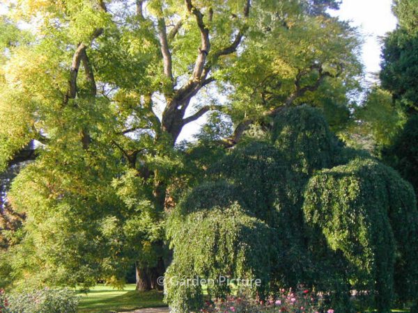 Styphnolobium japonicum – Bild 8