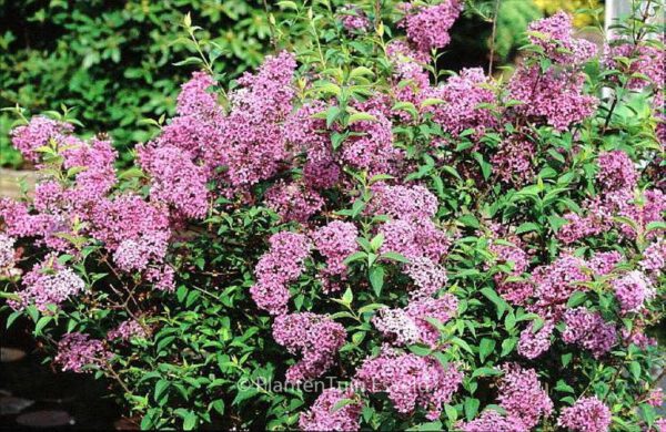 Syringa chinensis 'Saugeana' – Bild 2