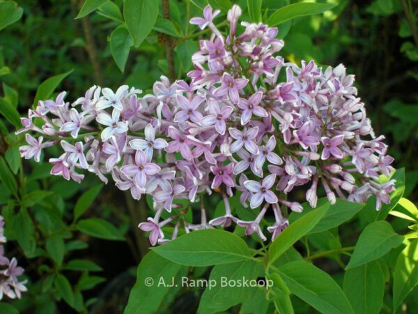Syringa chinensis 'Saugeana' – Bild 4