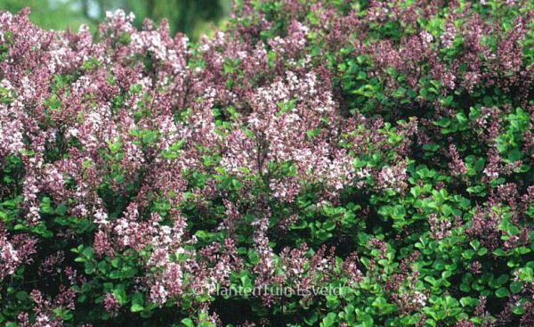 Syringa meyeri 'Palibin'