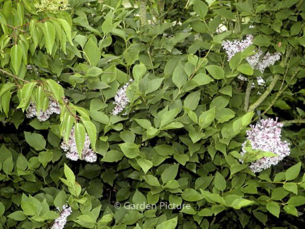 Syringa patula 'Miss Kim' – Bild 2
