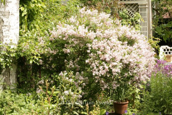Syringa patula 'Miss Kim' – Bild 3