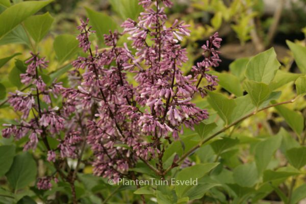Syringa patula 'Miss Kim' – Bild 4