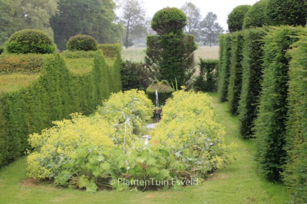 Taxus baccata – Bild 2
