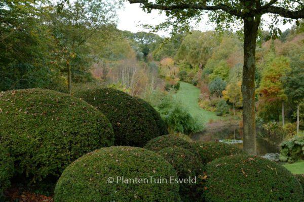 Taxus baccata