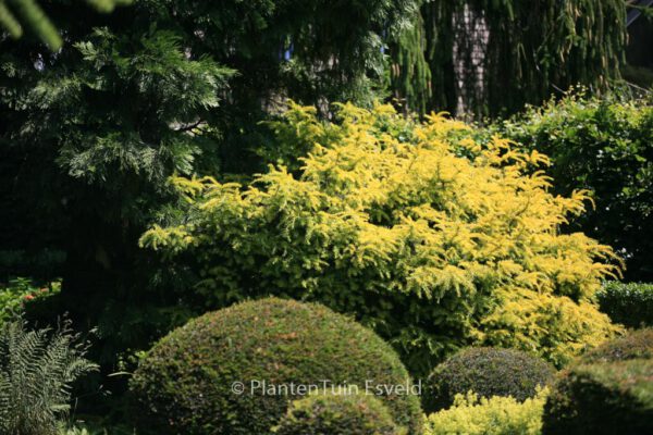 Taxus baccata 'Semperaurea' – Bild 2
