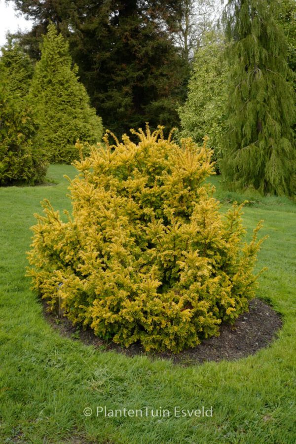 Taxus baccata 'Semperaurea'