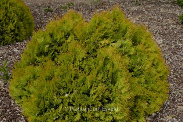 Thuja occidentalis 'Rheingold' – Bild 2