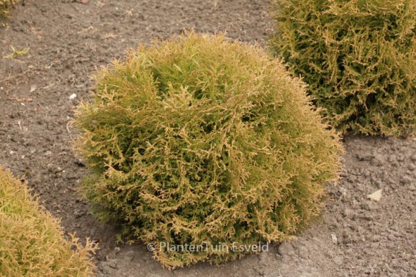 Thuja occidentalis 'Tiny Tim' – Bild 2