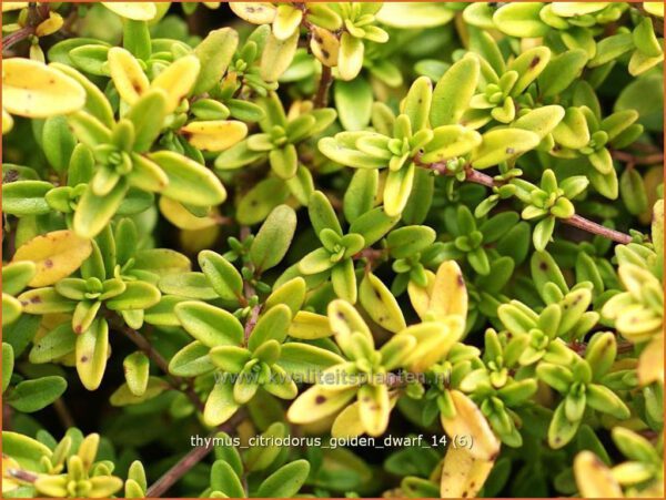 Thymus citriodorus 'Golden Dwarf'