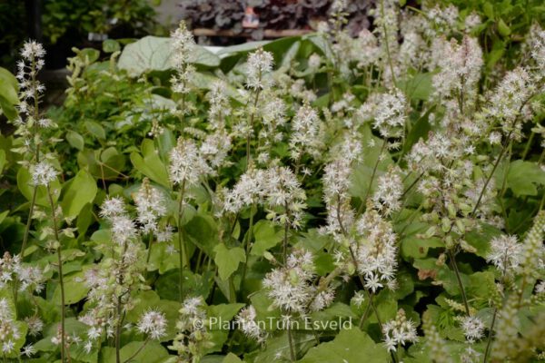 Tiarella wherryi – Bild 6