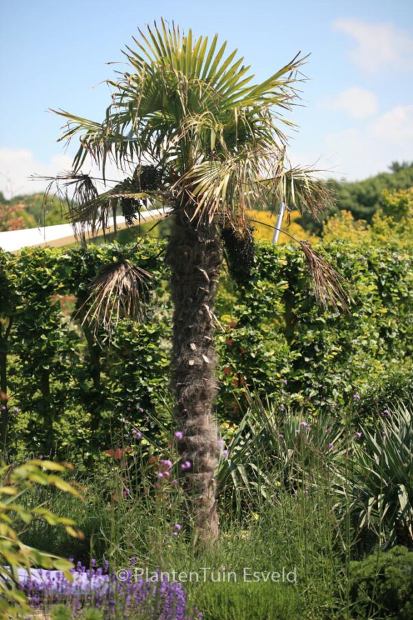 Trachycarpus fortunei – Bild 7