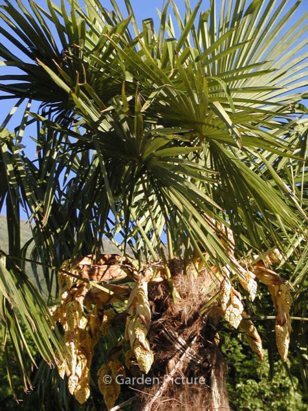 Trachycarpus fortunei – Bild 8