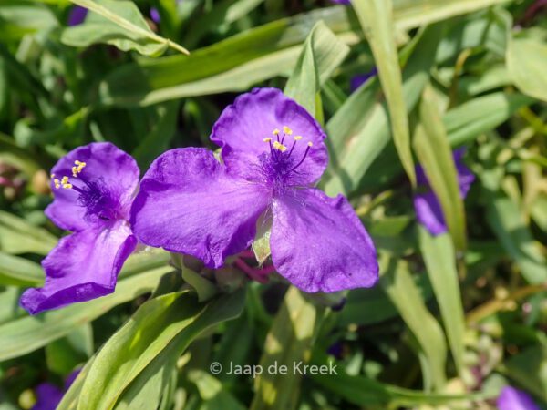 Tradescantia 'Purewell Giant' – Bild 2