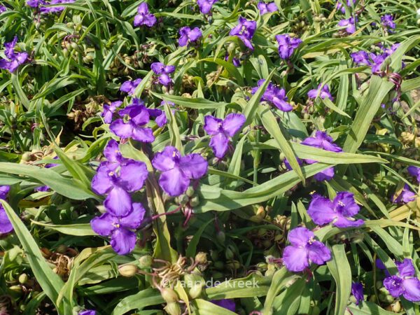 Tradescantia 'Purewell Giant'