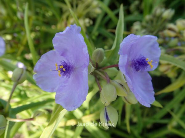 Tradescantia andersoniana 'Little Doll' – Bild 2