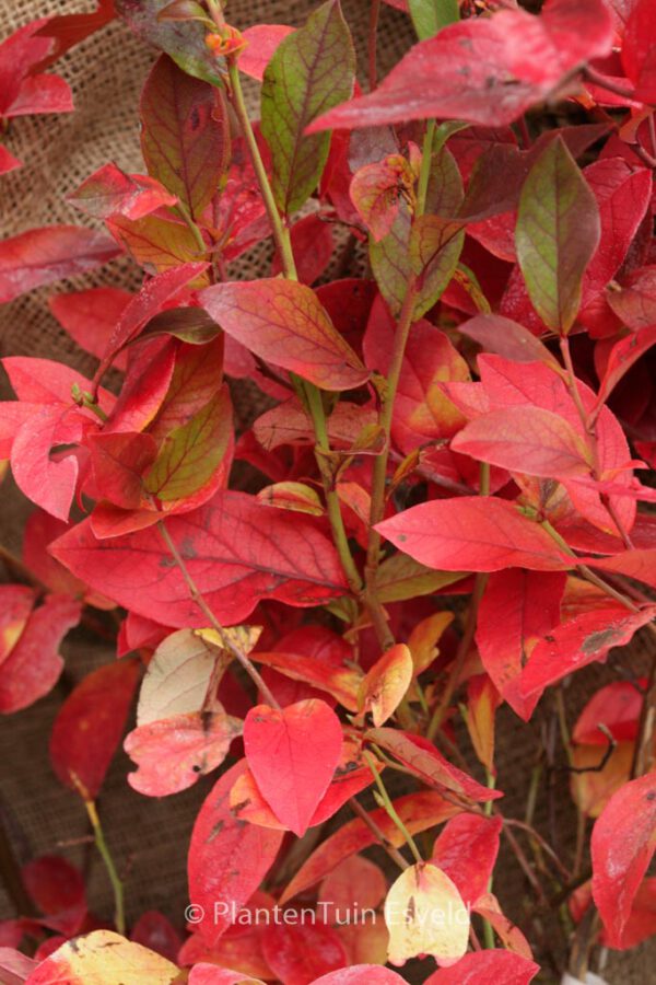Vaccinium corymbosum 'Patriot' – Bild 2