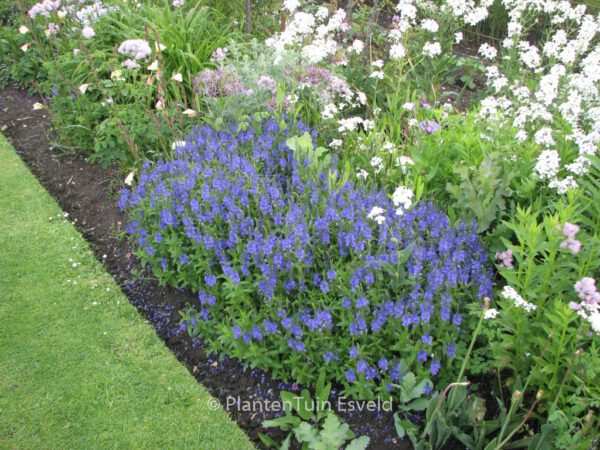 Veronica austriaca 'Knallblau' – Bild 2
