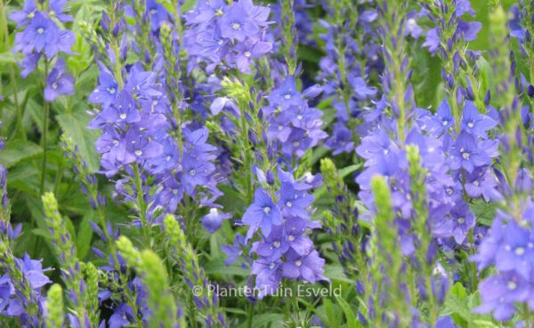 Veronica austriaca 'Knallblau'
