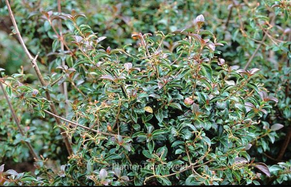Viburnum foetidum var. rectangulatum – Bild 3
