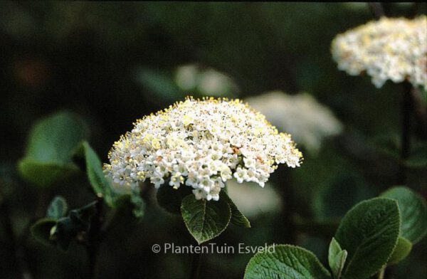 Viburnum lantana – Bild 2