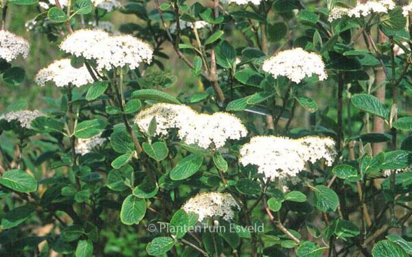 Viburnum lantana – Bild 3