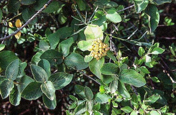 Viburnum lantana – Bild 4