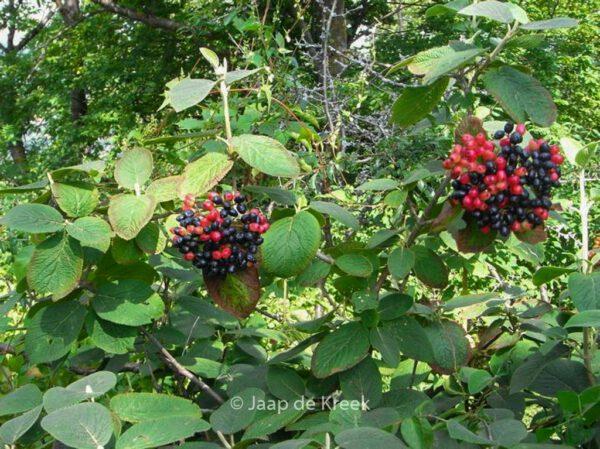 Viburnum lantana – Bild 7