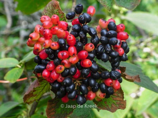 Viburnum lantana
