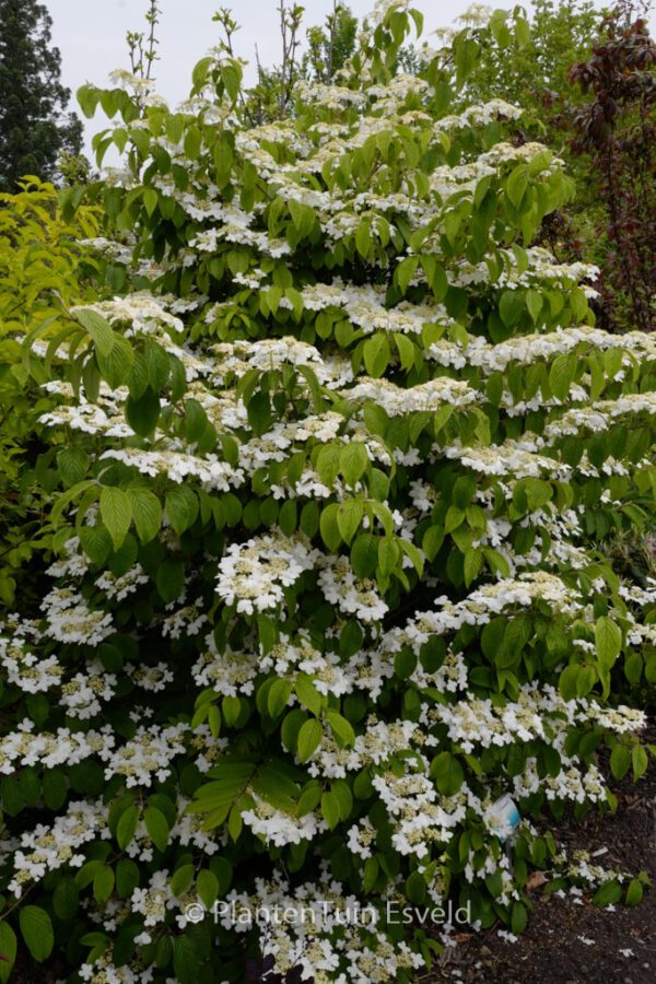 Viburnum plicatum 'JWW5' (KILIMANDJARO SUNRIS
