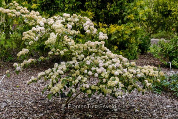 Viburnum plicatum 'Mary Milton' – Bild 2