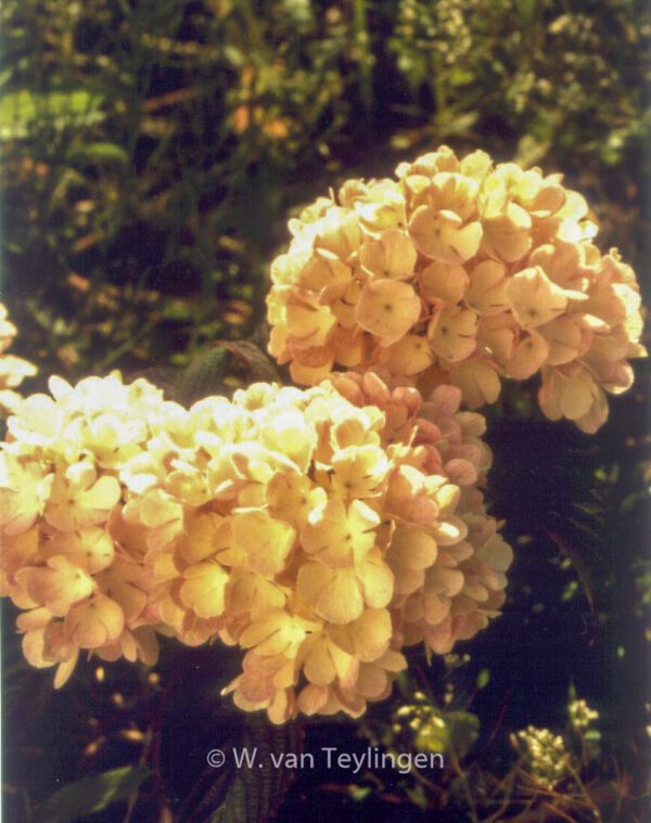 Viburnum plicatum 'Mary Milton' – Bild 3