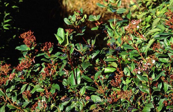 Viburnum tinus 'Eve Price' – Bild 3