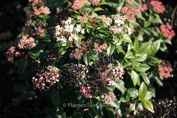 Viburnum tinus 'Eve Price' – Bild 4