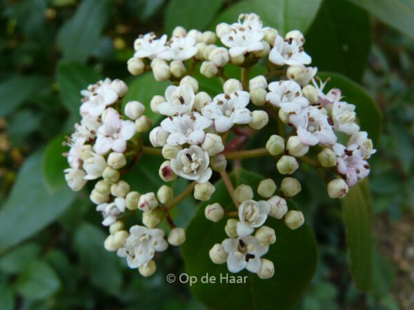 Viburnum tinus 'Eve Price' – Bild 5