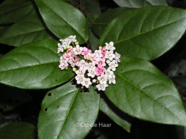 Viburnum tinus 'Eve Price' – Bild 6
